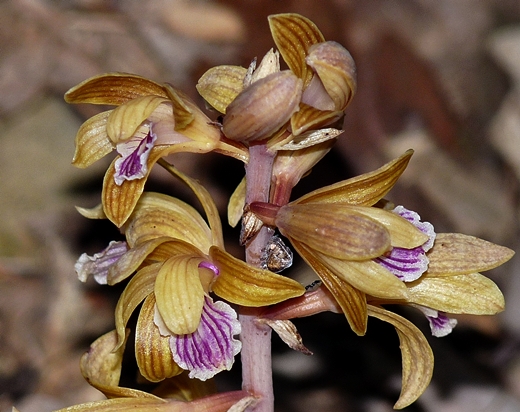 {Hexalectris spicata}